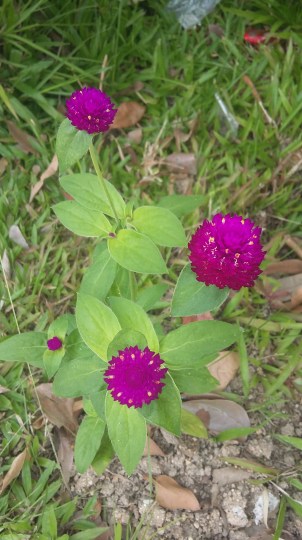 20161008_135228-kopi